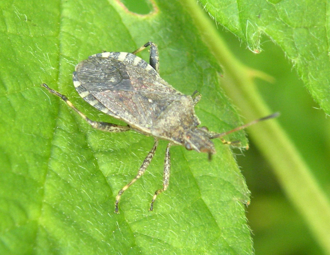 Coreidae: Ceraleptus cf gracilicornis dell''Emilia (RE)